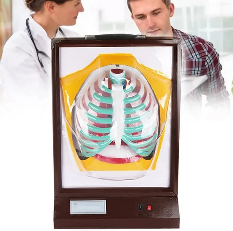 Produit Aide pédagogique anatomique pour étude et affichage, Modèle de système respiratoire humain, Exercice de respiration électrique dynamique